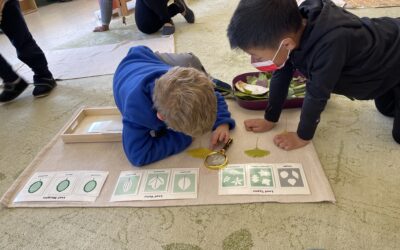 Montessori Mastery: A Learning Process for Life