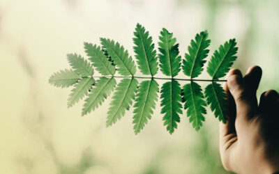 A Natural Curriculum in our Digital Classrooms