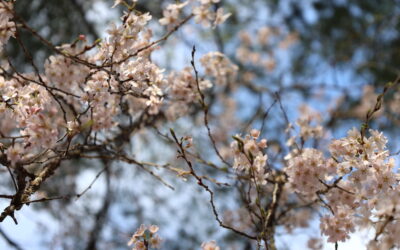 Spring in Our Outdoor Environments