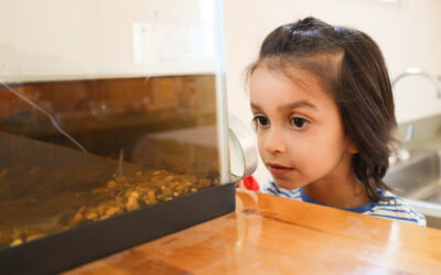 Children Raise and Observe Wood Frogs