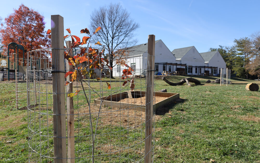 Native Tree Planting on Campus with the Alliance for the Chesapeake Bay